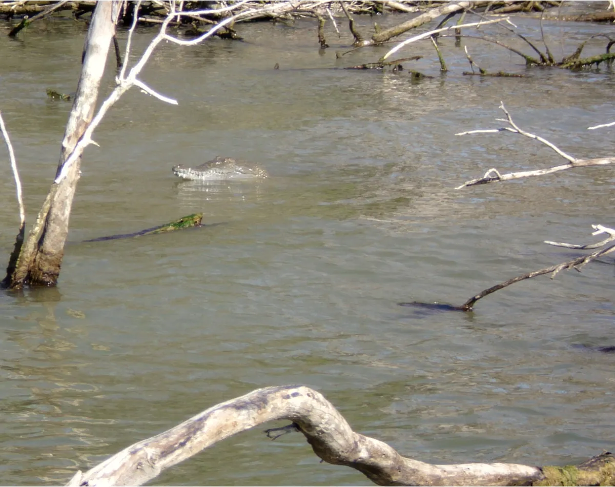 Lago Enriquillo Crocodile Watching
