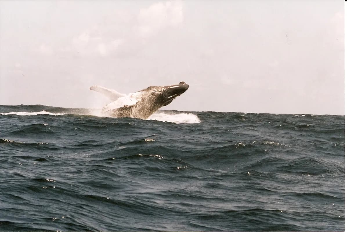 Whale Watching in the Dominican Republic: Samaná Bay Guide