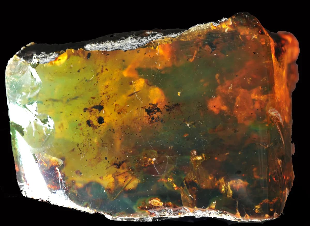Dominican Amber: Blue Amber and the Jurassic Park Story